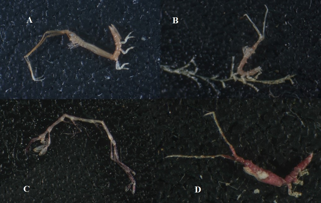 Arcturidae:  cfr. Astacilla sp.